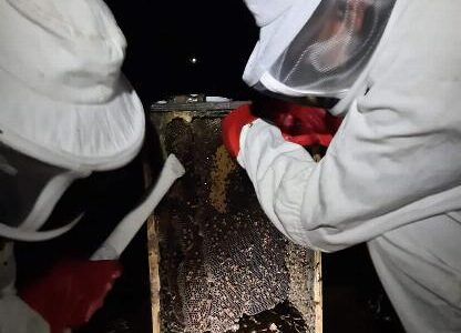 How to Remove a Beehive Properly