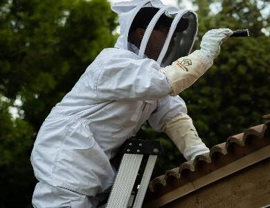 Professional Bee Removal Near Me