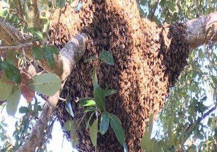 7 Effective Ways to Get Rid of Bees 7 Effective Ways to Get Rid of Bees