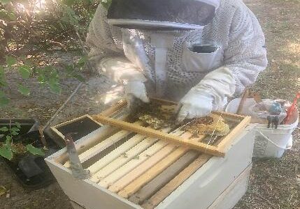 Not All Kendall Bee Removal Services Are Created Equal! Not All Kendall Bee Removal Services Are Created Equal!